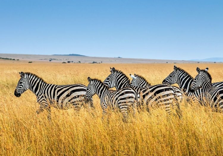 Bild von Sambia, Naturparadies im Herzen Afrikas