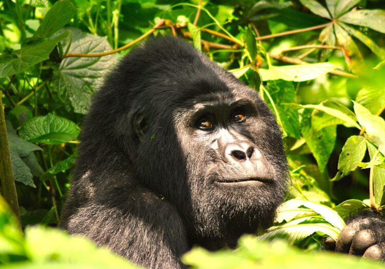 Bild von Uganda, Gorillas im Nebel